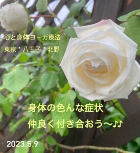 北野＊春バラが綺麗な季節 ‬✿.•