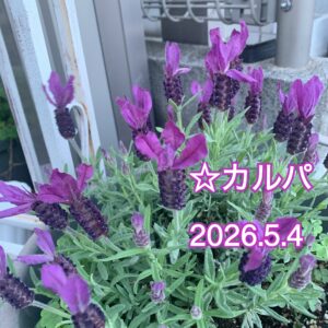 カルパ☆多摩ズーは朝から行列だったらしい…明日はこどもの日