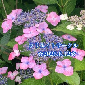 クリエイト✿枕話は年齢性別超えて共通話題d(≧▽≦*)