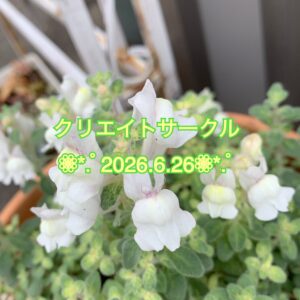 クリエイト❁⃘*.ﾟ転倒防止！足の裏の筋力UP大切なんですねぇ〜