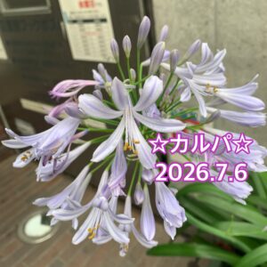 カルパ☆今日もモァ〜っと時々シトシト…。-_-。