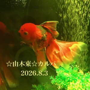 由木東☆できる時に無理のない支援( ᵕᴗᵕ )