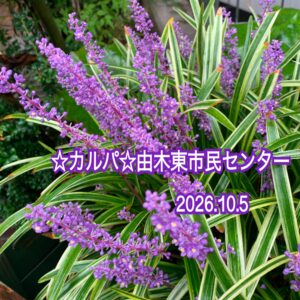 カルパ‪☆2週間前のことをスッカリ忘れる自分がコワイ〜ヽ(;ﾟ;Д;ﾟ;; )